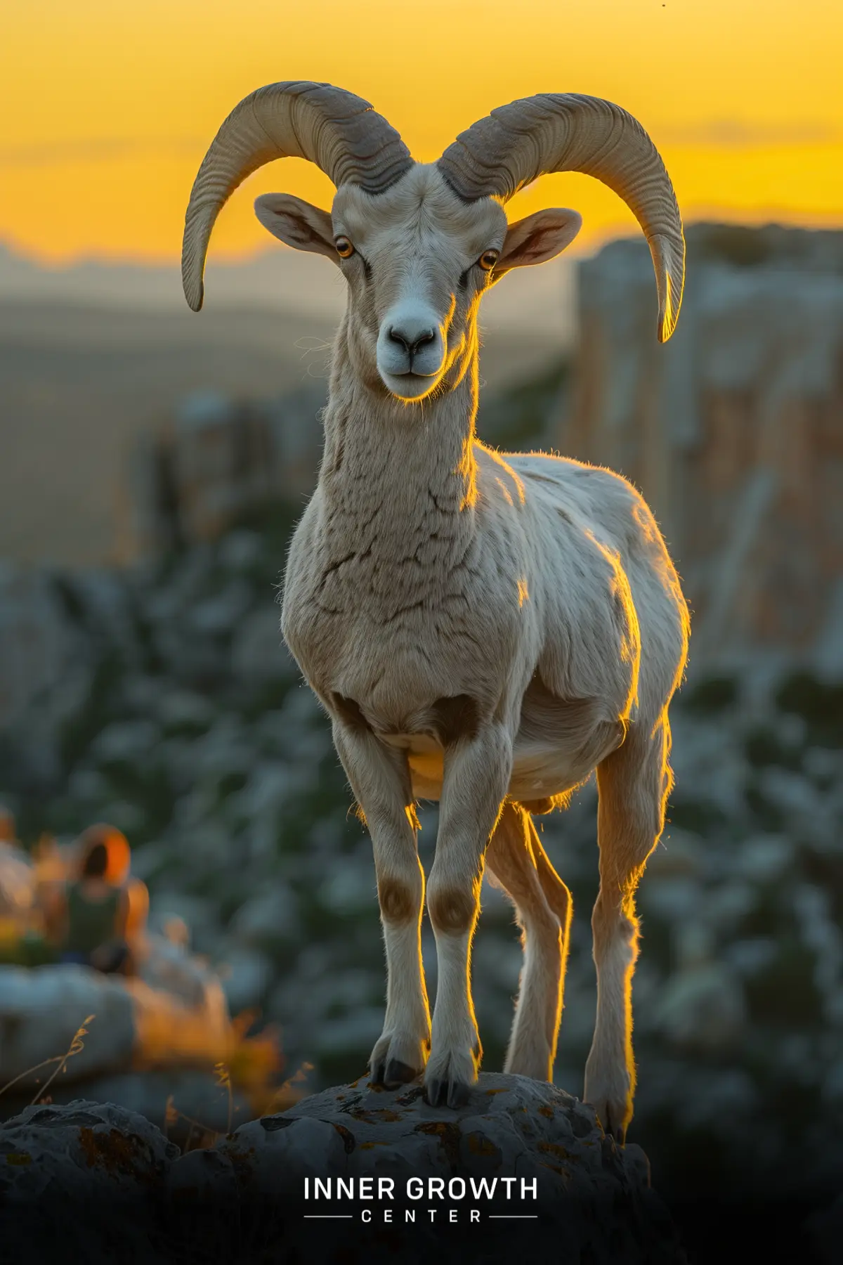 A majestic ram with curved horns standing on a rocky outcrop at sunset.